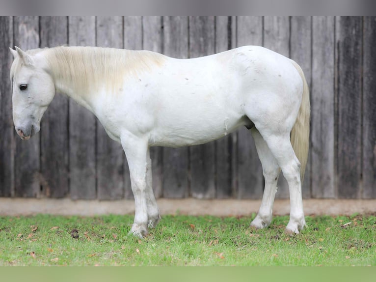 American Quarter Horse Wałach 6 lat Siwa in Cole Camp MO