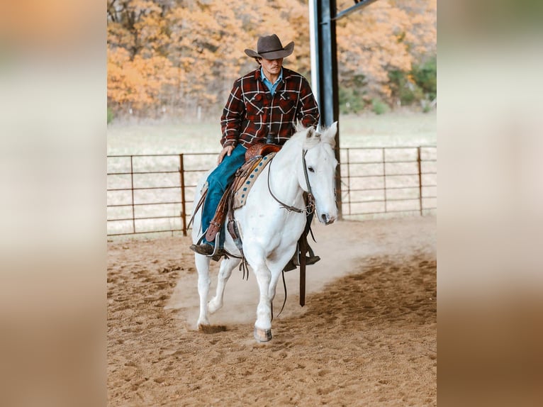 American Quarter Horse Wałach 6 lat Siwa in Cole Camp MO