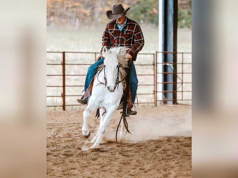 American Quarter Horse Wałach 6 lat Siwa in Cole Camp MO