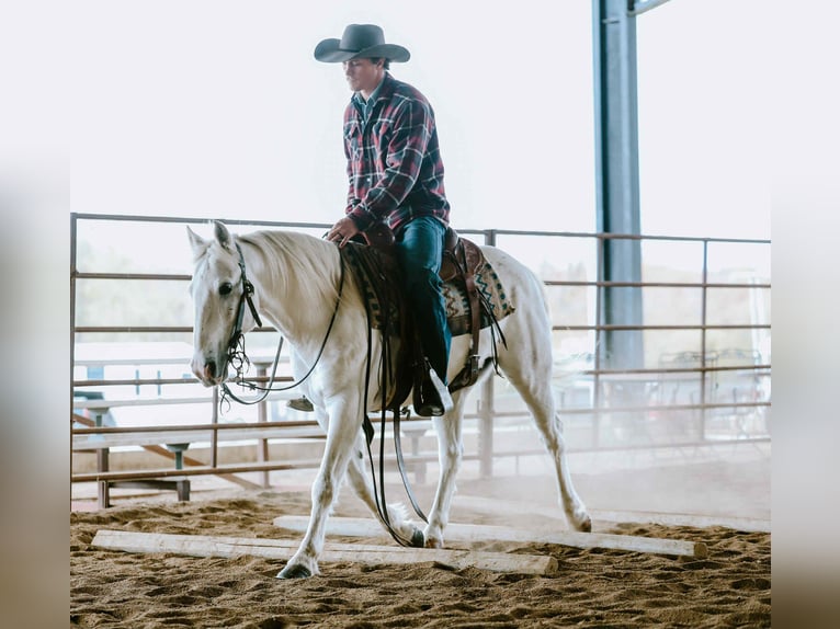 American Quarter Horse Wałach 6 lat Siwa in Cole Camp MO