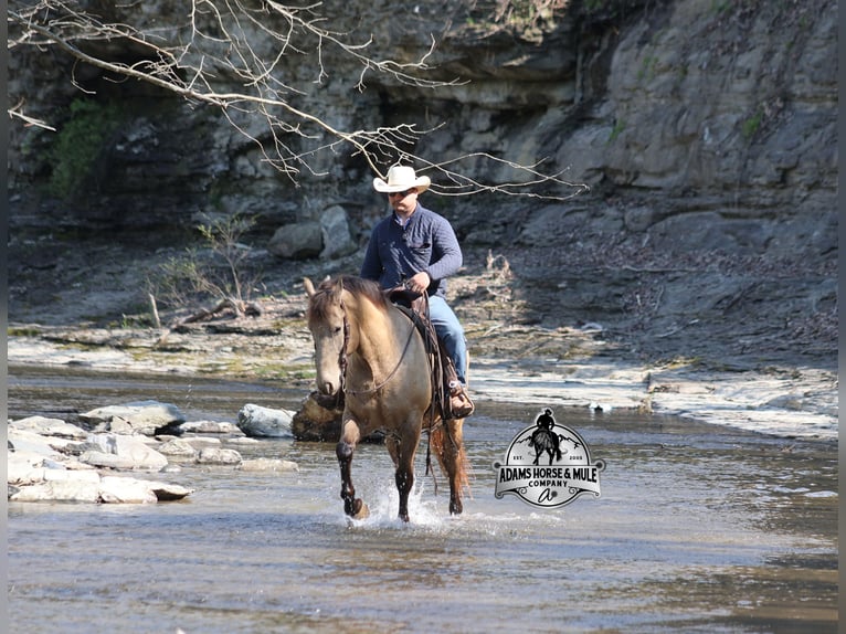 American Quarter Horse Wałach 6 lat Szampańska in Mount Vernon