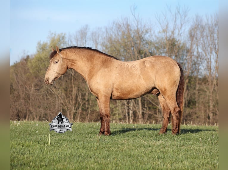 American Quarter Horse Wałach 6 lat Szampańska in Mount Vernon