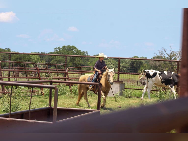 American Quarter Horse Wałach 7 lat 124 cm Izabelowata in Stephenville tX