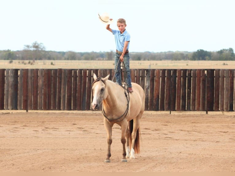 American Quarter Horse Wałach 7 lat 142 cm Bułana in De Kalb