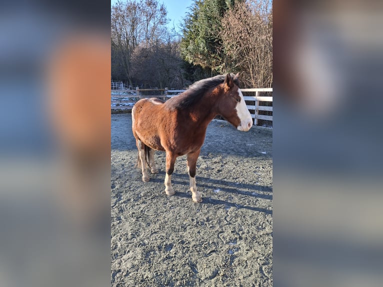 American Quarter Horse Mix Wałach 7 lat 142 cm Gniada in Klostermarienberg