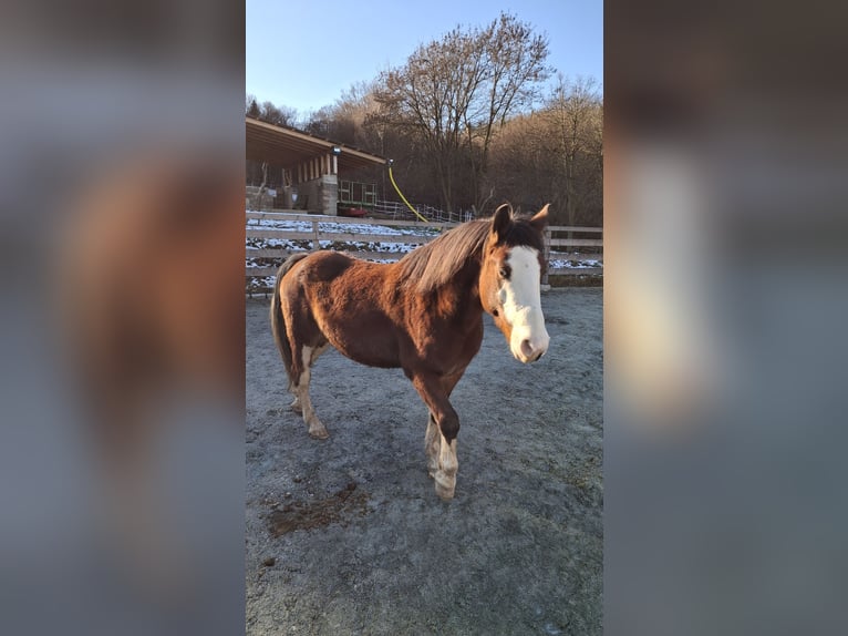American Quarter Horse Mix Wałach 7 lat 142 cm Gniada in Klostermarienberg