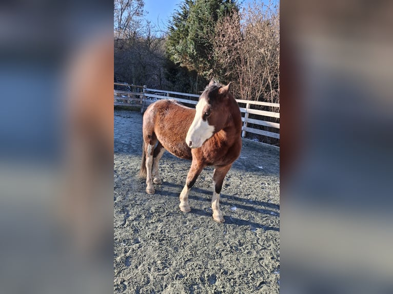 American Quarter Horse Mix Wałach 7 lat 142 cm Gniada in Klostermarienberg