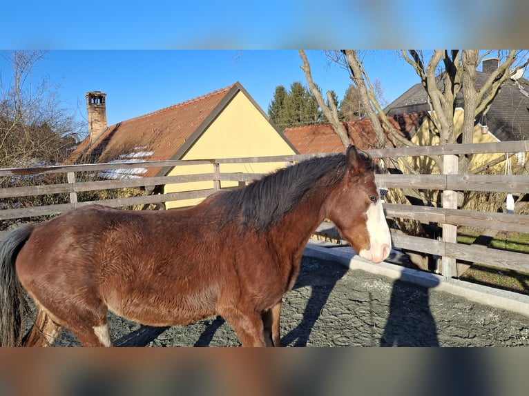 American Quarter Horse Mix Wałach 7 lat 142 cm Gniada in Klostermarienberg