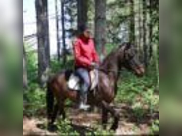 American Quarter Horse Wałach 7 lat 142 cm Gniada in Howell mi