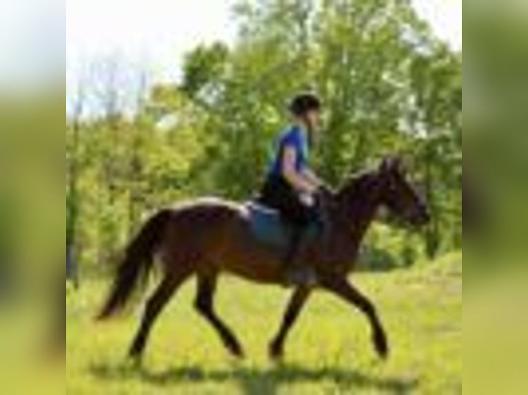 American Quarter Horse Wałach 7 lat 142 cm Gniada in Howell mi