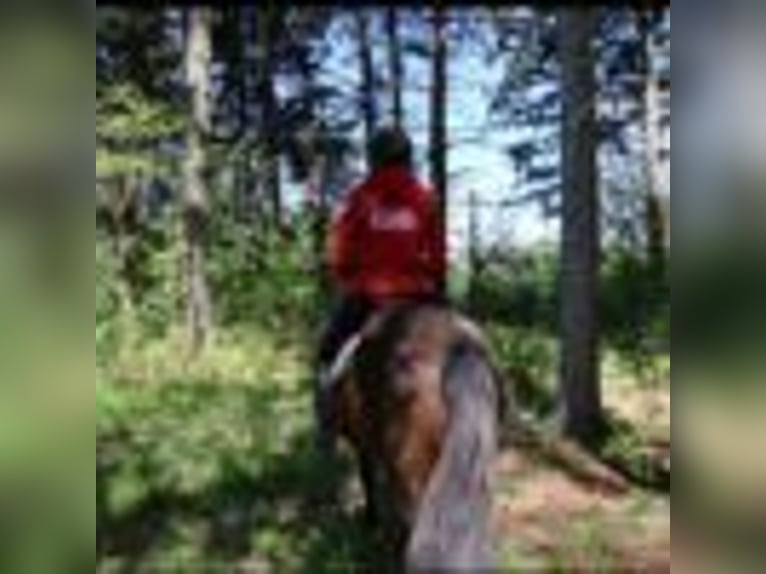 American Quarter Horse Wałach 7 lat 142 cm Gniada in Howell mi