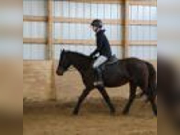 American Quarter Horse Wałach 7 lat 142 cm Gniada in Howell mi