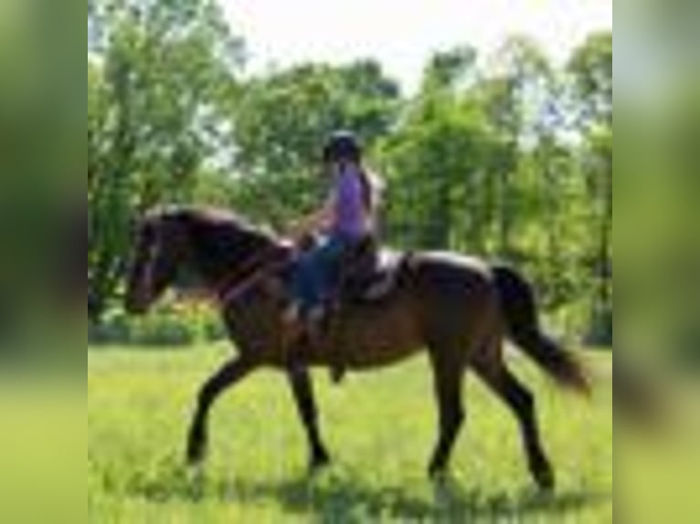 American Quarter Horse Wałach 7 lat 142 cm Gniada in Howell mi