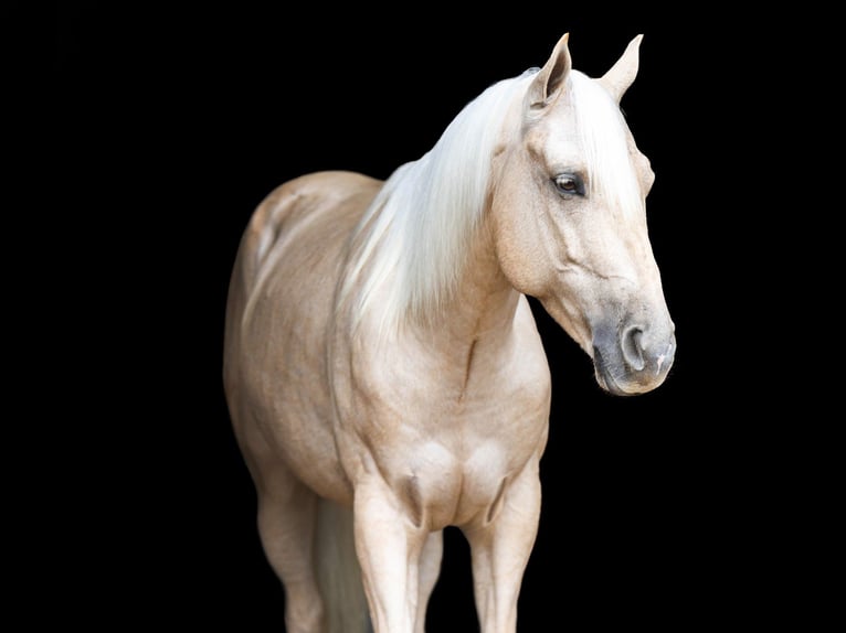 American Quarter Horse Wałach 7 lat 142 cm Izabelowata in Auburn