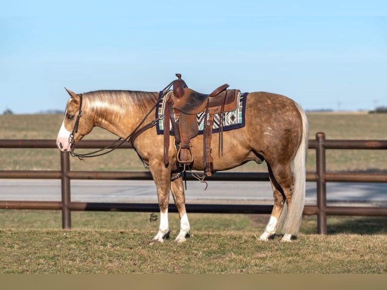 American Quarter Horse Wałach 7 lat 142 cm Izabelowata in Holland, IA