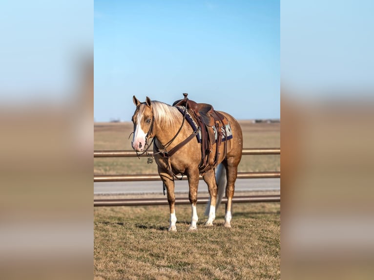 American Quarter Horse Wałach 7 lat 142 cm Izabelowata in Holland, IA