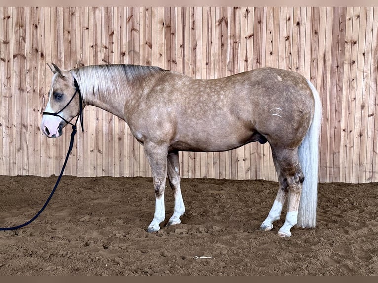 American Quarter Horse Wałach 7 lat 142 cm Izabelowata in Holland, IA