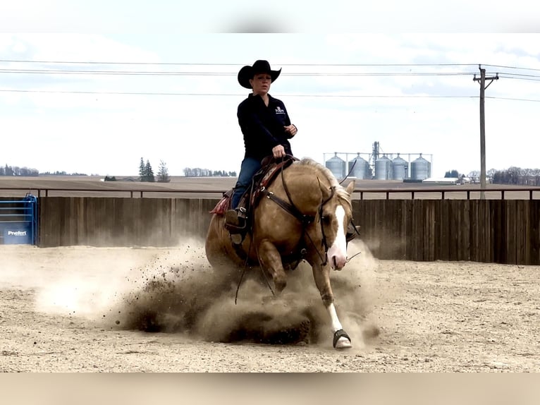 American Quarter Horse Wałach 7 lat 142 cm Izabelowata in Holland, IA