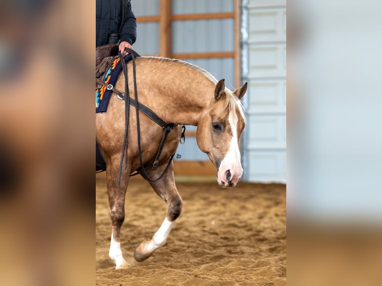 American Quarter Horse Wałach 7 lat 142 cm Izabelowata in Holland, IA