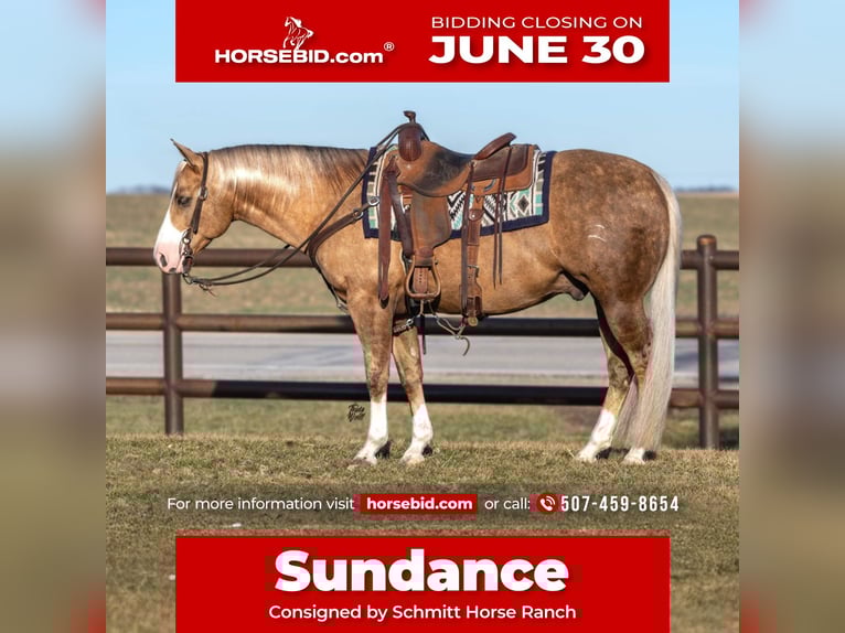 American Quarter Horse Wałach 7 lat 142 cm Izabelowata in Holland, IA