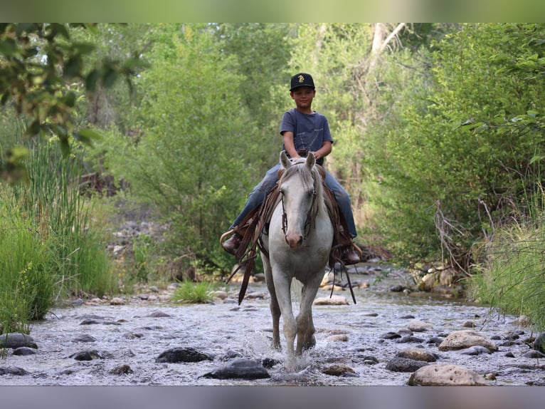 American Quarter Horse Wałach 7 lat 142 cm Siwa in Camp Verde AZ