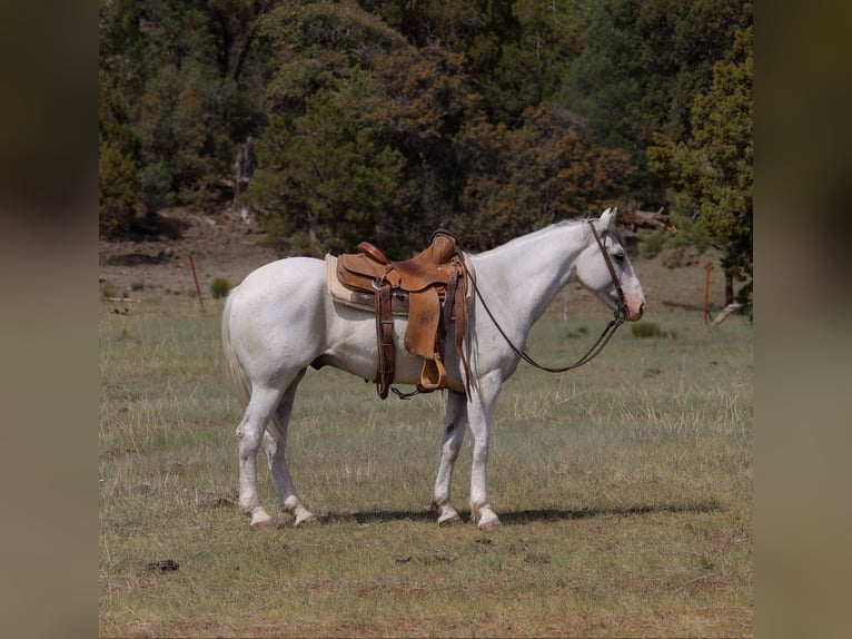 American Quarter Horse Wałach 7 lat 142 cm Siwa in Camp Verde AZ