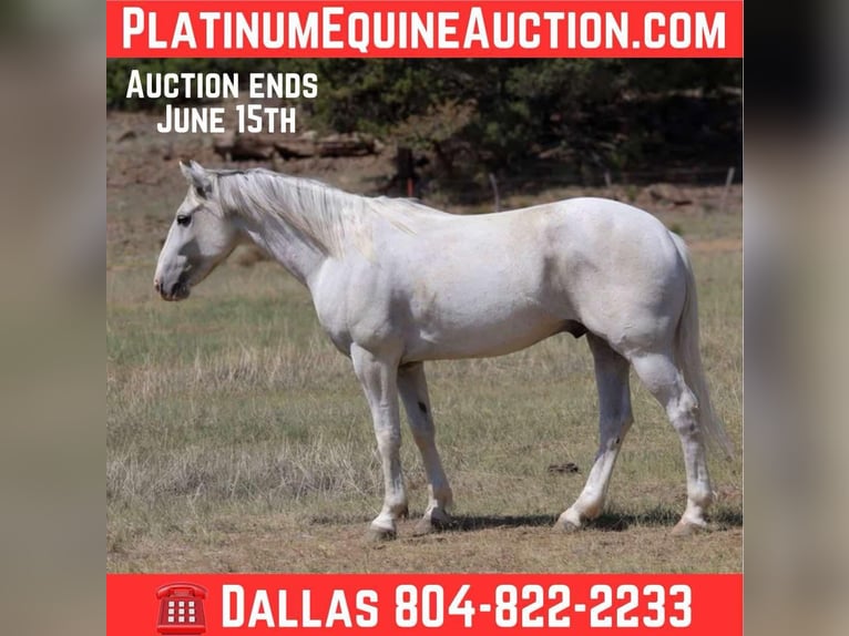 American Quarter Horse Wałach 7 lat 142 cm Siwa in Camp Verde AZ