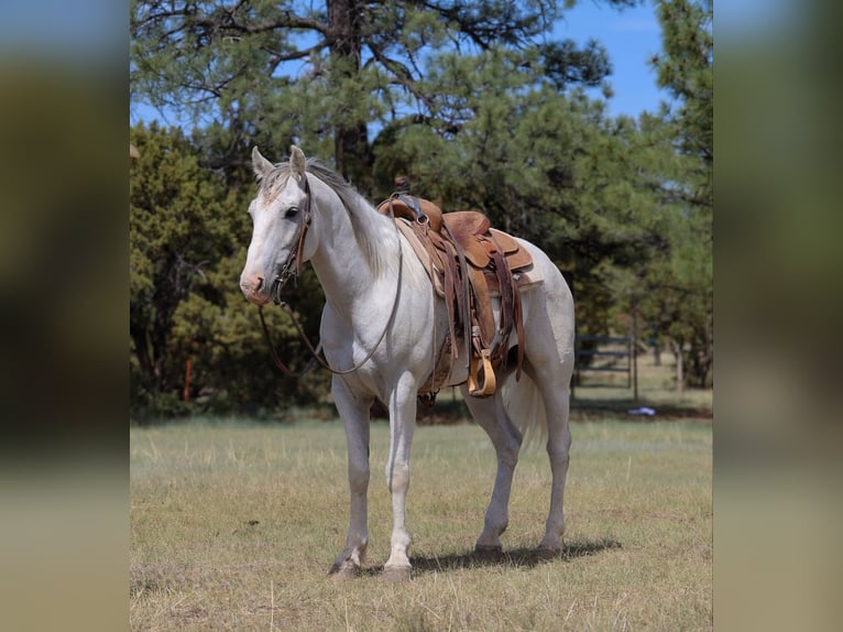 American Quarter Horse Wałach 7 lat 142 cm Siwa in Camp Verde AZ