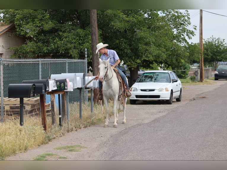American Quarter Horse Wałach 7 lat 142 cm Siwa in Camp Verde AZ