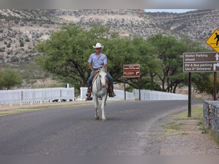 American Quarter Horse Wałach 7 lat 142 cm Siwa in Camp Verde AZ