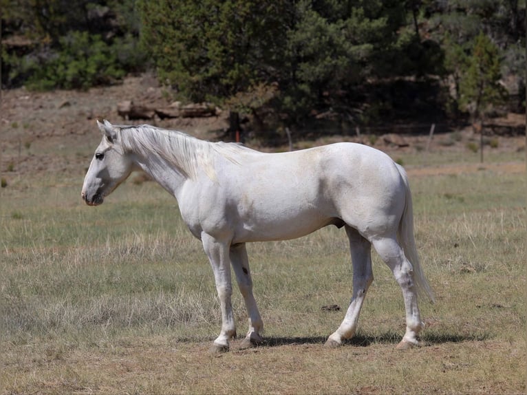 American Quarter Horse Wałach 7 lat 142 cm Siwa in Camp Verde AZ