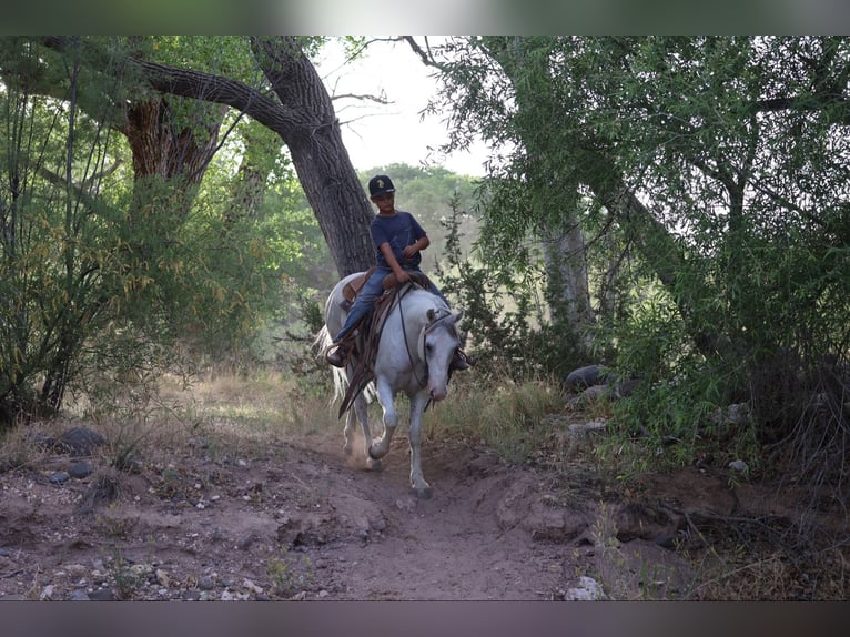 American Quarter Horse Wałach 7 lat 142 cm Siwa in Camp Verde AZ