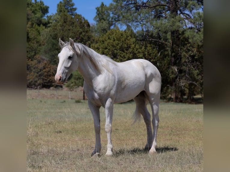 American Quarter Horse Wałach 7 lat 142 cm Siwa in Camp Verde AZ
