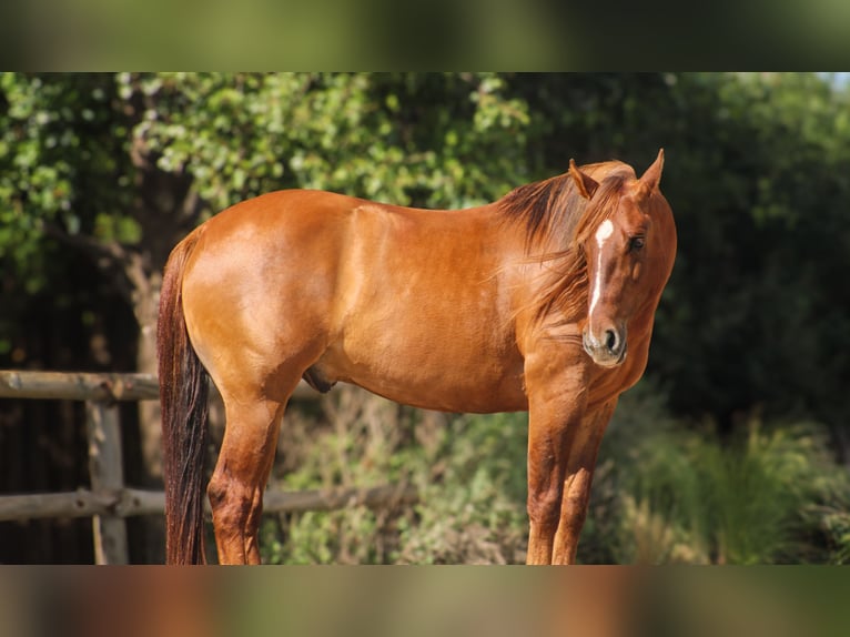 American Quarter Horse Wałach 7 lat 145 cm Bułana in Amarillo, TX