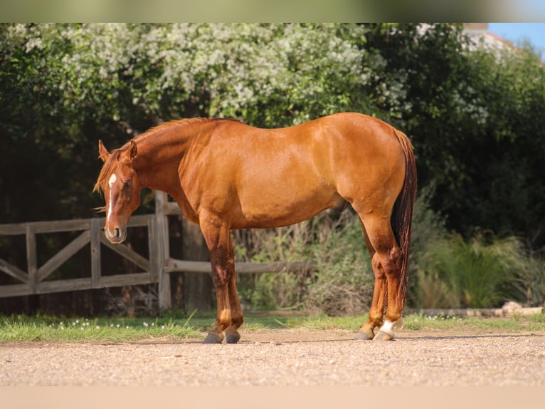 American Quarter Horse Wałach 7 lat 145 cm Bułana in Amarillo, TX