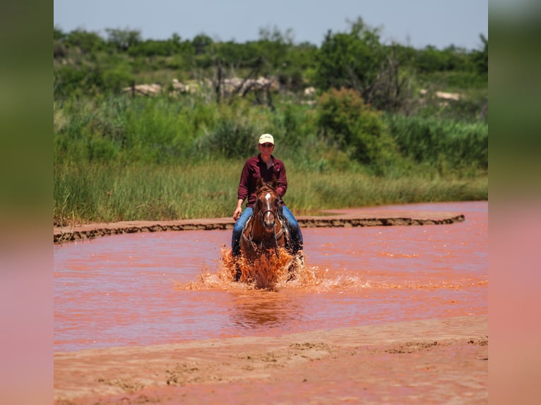 American Quarter Horse Wałach 7 lat 145 cm Bułana in Amarillo, TX