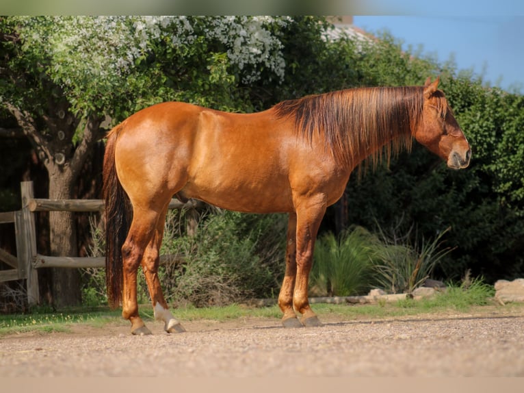 American Quarter Horse Wałach 7 lat 145 cm Bułana in Amarillo, TX