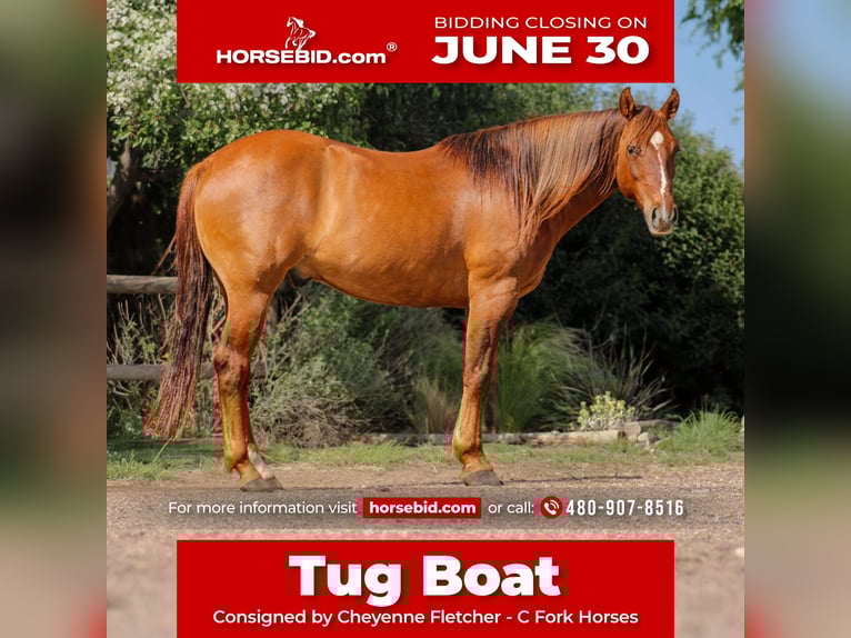 American Quarter Horse Wałach 7 lat 145 cm Bułana in Amarillo, TX