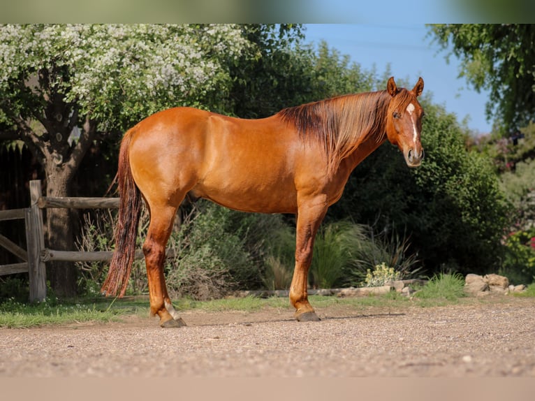 American Quarter Horse Wałach 7 lat 145 cm Bułana in Amarillo, TX