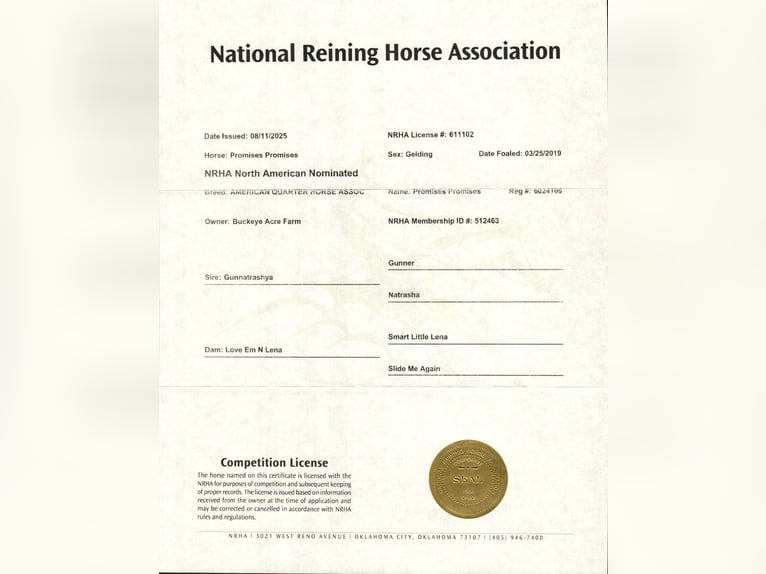 American Quarter Horse Wałach 7 lat 145 cm Cisawa in Millersburg