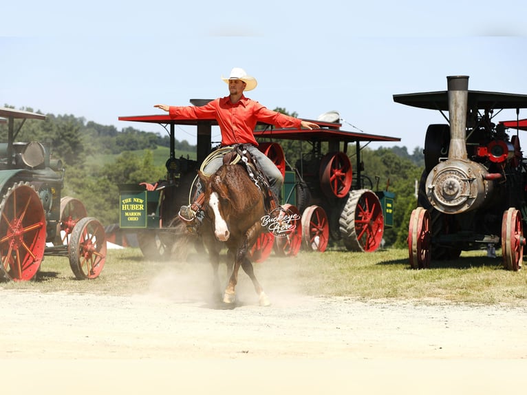 American Quarter Horse Wałach 7 lat 145 cm Cisawa in Millersburg