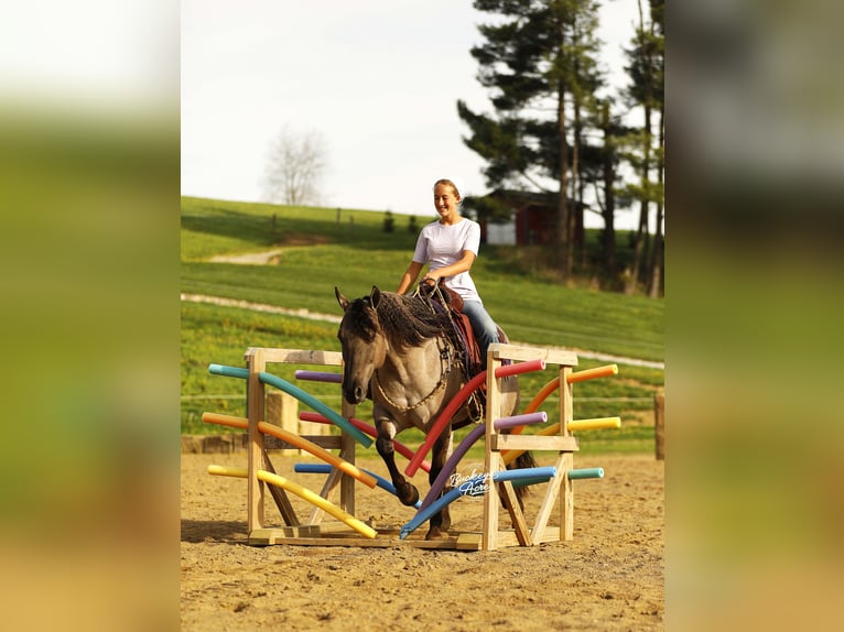 American Quarter Horse Wałach 7 lat 145 cm Grullo in Millersburg