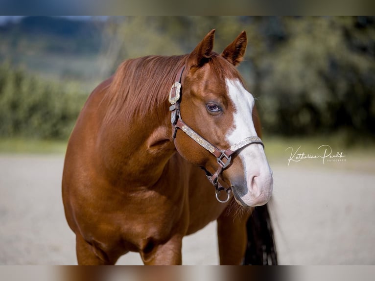 American Quarter Horse Wałach 7 lat 146 cm Kasztanowata in Hohenstein
