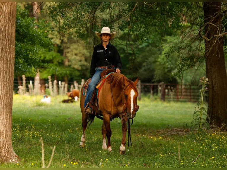 American Quarter Horse Wałach 7 lat 147 cm Bułana in Lufkin, TX