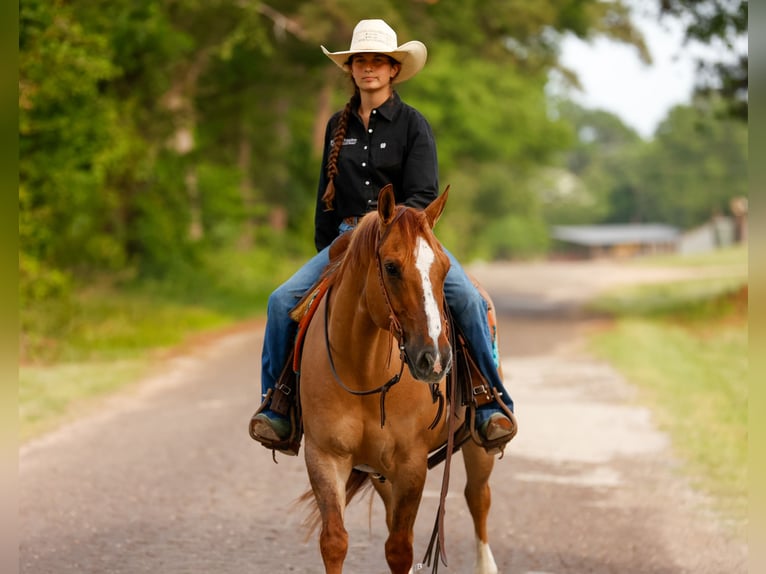 American Quarter Horse Wałach 7 lat 147 cm Bułana in Lufkin, TX