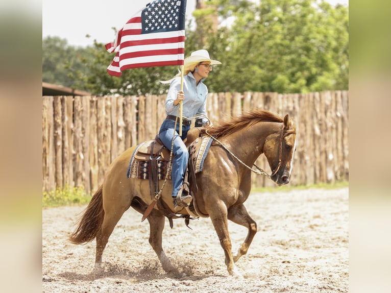 American Quarter Horse Wałach 7 lat 147 cm Bułana in Lufkin, TX