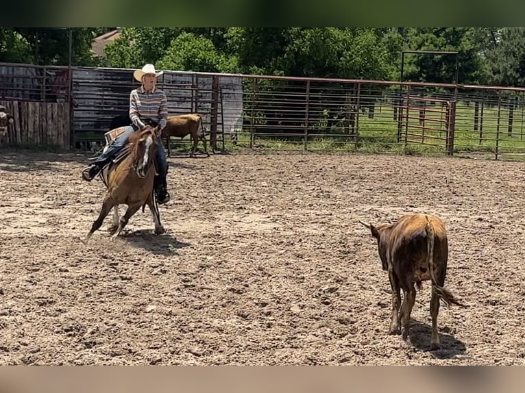 American Quarter Horse Wałach 7 lat 147 cm Bułana in Lufkin, TX