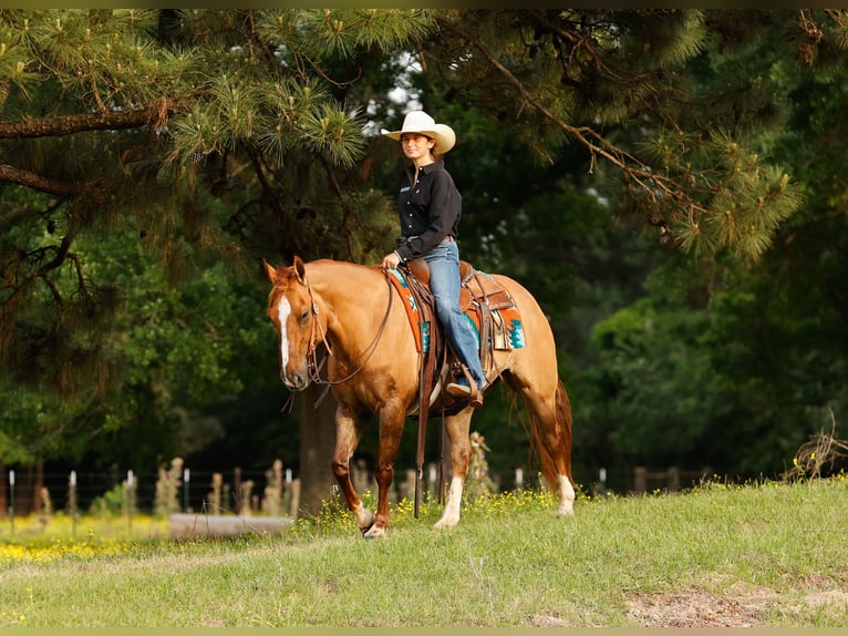 American Quarter Horse Wałach 7 lat 147 cm Bułana in Lufkin, TX