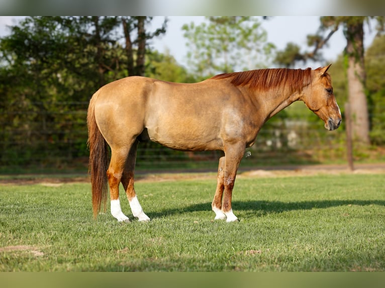American Quarter Horse Wałach 7 lat 147 cm Bułana in Lufkin, TX