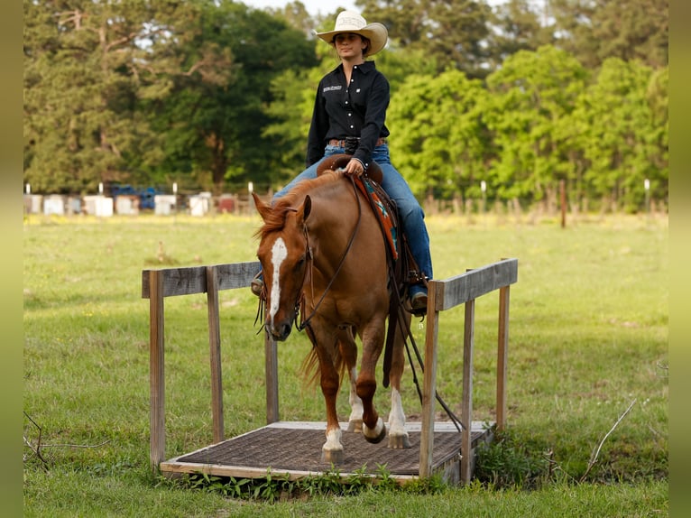American Quarter Horse Wałach 7 lat 147 cm Bułana in Lufkin, TX